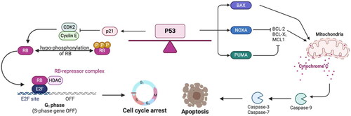 Figure 2. Canonical p53 stress response: cell cycle arrest and apoptosis. Growth arrest and apoptosis are well-understood p53 pathways in response to stress. Cell cycle arrest is mediated by transcriptional upregulation of p21, a cyclin-dependent kinase inhibitor that binds and inhibits CDK2. This causes decreased phosphorylation of the tumor suppressor RB, and RB is able to form the RB-E2F repressor complex to inhibit the upregulation of cell cycle genes. In order to induce apoptosis, p53 transcriptionally activates genes that include BAX, NOXA, and PUMA. BAX oligomerizes at the mitochondria to induce cytochrome c release to trigger the activation of caspase-9, which cleaves and activates caspase-3 and -7 to induce apoptosis. NOXA and PUMA inhibit the anti-apoptotic proteins BCL-2, BCL-XL, and MCL1, and this inhibition promotes BAK and BAX oligomerization at the mitochondria.