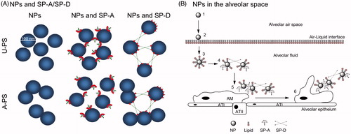 Figure 6. The role of collectins in agglomeration of NPs. (A) Differential interaction of SP-A, SP-D and rfhSP-D with 100 nm U-PS and A-PS particles. Both SP-A and SP-D agglomerates U-PS particles in the presence of calcium. A-PS particles tend to self-agglomerates at 37 °C but SP-A inhibits that by binding to the particles, whereas SP-D facilitates further agglomeration. The rfhSP-D binds to both A-PS and U-PS particles but does not facilitate agglomeration of the particles as seen with native SP-D (Kendall et al., Citation2013). The NPs, SP-A, SP-D and rfhSP-D are approximately to scale. (B) Simplistic model showing the roles of SP-A and SP-D and NP clearance in vivo in the alveolar space. Inhaled particles enter the alveolar space (1) and deposit onto the air-liquid interface of the alveolus (2). The particles are then displaced into the fluid phase through wetting forces, resulting in the formation of a lipid biocorona (3). The biocorona is then modified through the incorporation of surfactant proteins, potentially resulting in particle agglomeration dependent on the surface chemistry of the particle (4). Particle agglomerates are recognised by alveolar macrophages (5) and phagocytosed (6). ATI, alveolar epithelial type I cells; ATII, alveolar epithelial type II cells. Model not to scale.