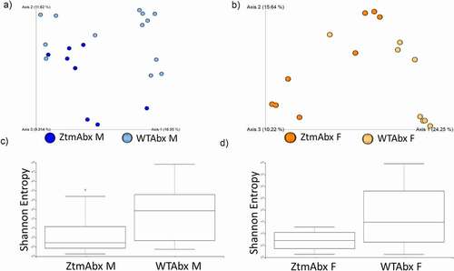 Figure 6. Effect of Abx treatment on gut microbiota composition in Abx-treated Ztm and WT mice. Stools from 21 WT mice (males n = 13, females n = 8) and 16 Ztm (males n = 8, females n = 8) were analyzed. (a, b): In Principal Component Analysis (PCA) of Jaccard distances for Abx -treated Ztm (ZtmAbx) and Abx-treated WT (WTAbx) mice revealed no distinct microbiota clustering between Abx-treated Ztm and WT males (a) or females (b). (c, d): Shannon Index, expression of alpha diversity (variation/complexity of the microbiome within the group). Alpha diversity was reduced in Abx-treated Ztm males when compared to Abx-treated WT males (c), and in Abx-treated Ztm females when compared to Abx-treated WT females.