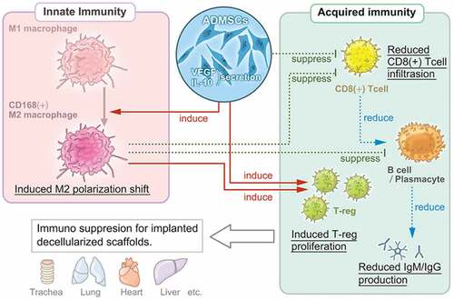 Figure 6. Multi-regulatory immunosuppressive effects of ADMSCs with respect to the implanted decellularized scaffolds. ADMSCs induce a shift in macrophage polarization toward the M2 phenotype and suppress T-cell and B-cell proliferation. The suppression of innate and acquired immunity reduces host immunoreactivity toward decellularized scaffolds.