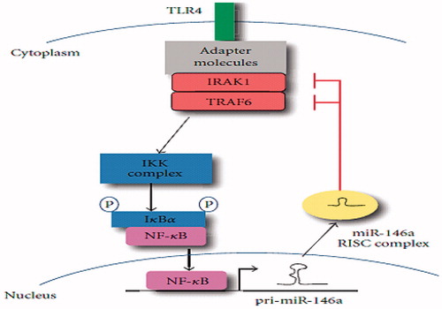 Figure 1. MiR-146a negatively regulates signal transduction pathways leading to NF-κβ activation.