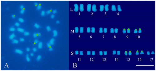 Figure 2. Somatic chromosomes of cultivated cardoon (C. cardunculus var. altilis). (A) Mitotic metaphase after the FISH treatment and DAPI staining, loci of 45S rDNA are mapped in green. (B) Karyotype with chromosome pairs arranged in groups according to their size: large (L), medium (M) and small (S). Scale bar 5 μm.