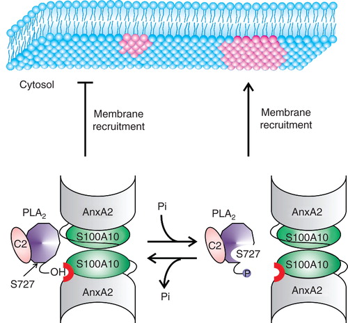Figure 2. The activity of ubiquitous mammalian group IVA cPLA2 (cPLA2α) is tightly regulated by various factors, such as phosphorylation at multiple serine residues, [Ca2+], lipid mediators and various proteins, including annexin A2/S100A10 heterotetramer (AnxA22S100A102). A cPLA2α calcium-dependent binding to the plasma membrane is assured by the presence of an NH2-terminal C2 domain (C2) within the enzyme molecule. According to the mechanism proposed by Cho and his co-workers (Tian et al. Citation2008) upon rise in intracellular [Ca2+] AnxA22S100A102 heterotetramer interacts with cPLA2α (the binding occurs via the hydroxyl group of Ser727 (S727) of cPLA2α that forms hydrogen bonds with S100A10 in the heterotetramer) and thus prevents its binding to the membrane and inhibits the enzyme. Phosphorylation of the Ser727 residue affects the cPLA2α-AnxA22S100A102 interaction, thereby allowing phospholipase activation and subsequent lipid hydrolysis through binding to the membrane. Phosphorylation of another residue of cPLA2α, Ser505 at C2 domain, does not appear to influence the cPLA2α-AnxA22S100A102 interaction. On the Figure the lipid microdomain (pink) enriched in phosphatidylinositol 4,5-bisphosphate, a well known partner molecule for AnxA2, is depicted as a potential membrane target for the heterotetramer. Such domain could be stabilized by cholesterol molecules (Gokhale et al. Citation2005). Other explanations are in the text. Adapted from Tian et al. (Citation2008), with some modifications. This Figure is reproduced in color in the online version of Molecular Membrane Biology.