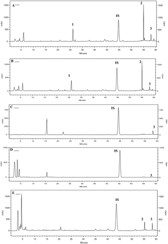 Figure 2.  HPLC profiles of propolis extracts from (A) site 1, (B) site 2, (C) site 3, and (D) site 4. (E) Hydroalcoholic extract of Baccharis dracunculifolia leaves. 1, drupanin; 2, artepillin C; 3, baccharin; IS, internal standard benzophenone.