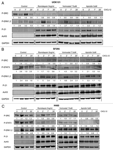 Figure 5. Effects of HDIs on signaling patways induced by CXCL12. ERK1/2, STAT3 and c-SRC phosphorylation was detected by immunoblotting (A) UOK121, (B) SF295 and (C) H460 cells following stimulation by CXCL12 (100 ng/ml) for 2–7 and 20 min. Cells were serum starved for 24 h and then pretreated with romidepsin (5ng/ml) + verapamil (5 μg/mL), vorinostat (7.5 μM), or apicidin (5μM). Representative western blots are shown and numbers at the bottom indicate the fold variations relative to the respective starvation value. Immunoblots with anti-GAPDH antibody were used for normalization. The experiments were repeated more than three times, with similar results.
