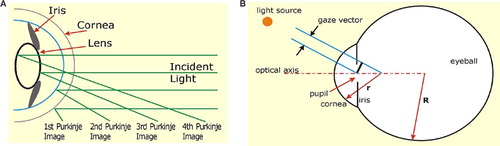 Figure 1. A schematic illustration of the basic principle of eye tracking. (a) When infrared light is shone onto the eye, several reflections occur on the boundaries of the lens and cornea, and the first Purkinje image is of particular interest to video-based oculography. (b) As the centers of curvature of the cornea and the eye are different, during a saccade the first Purkinje image moves approximately half as far as the pupil. [Color version available online.]
