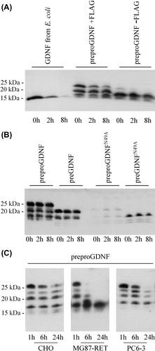Figure 4. Stability of GDNF from E. coli and mammalian cells. A: Stability of GDNF from E. coli compared to tagged and untagged GDNF from mammalian cells. CHO cells were transfected with untagged GDNF (preproGDNF-FLAG), tagged GDNF (preproGDNF + FLAG), or GFP. After 2 days expression the media were collected and GDNF from E. coli was added to the media from cells expressing GFP. Samples were taken from the media after 0, 2, and 8 hours’ incubation at 37°C, and analysed by Western blot using antibodies to GDNF. B: Stability of unglycosylated GDNF from mammalian cells. CHO cells were transfected with four different versions of FLAG-tagged GDNF: preproFLAG-GG-GDNF (preproGDNF), preFLAG-GG-GDNF (preGDNF) or preproFLAG-GG-GDNFN49A (preproGDNFN49A) and preFLAG-GG-GDNFN49A (preGDNFN49A). After 2 days of expression the media were collected and incubated for 0, 2, and 8 hours at 37°C. The samples were analysed as in (A). C: Stability of mammalian GDNF in different extracellular environment. CHO cells were transfected with preproFLAG-GG-GDNF (preproGDNF). After 2 days of expression (in DMEM with 10% FBS) the media were collected, diluted 1:5 into Opti-MEM , and transferred onto untransfected CHO cells, MG87-RET cells, or PC6 - 3 cells. Samples were taken from the media after 1, 6, and 24 hours’ incubation, and analysed as in (A).