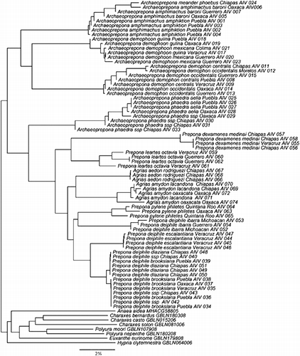 Figure 2.  NJ distance tree of Preponini from Central Mexico. This tree was obtained with 68 cox1 barcode sequences of Preponini and 8 putative outgroups taken from the BOLD database for a total of 658 bp per Operational Taxonomic Unit.