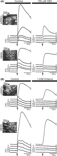 Figure 2. Effects of GJ inhibitors on the propagation of Ca2 + wave in pSMCs and 6B5N cells. The same cell (cell 1) is stimulated before and after inhibitors were applied. Carbenoxolone (CBX) (A) remarkably diminished, whereas octanol (B) blocked the propagation of Ca2 + waves to neighboring cells. Scale bars, 25 μm.