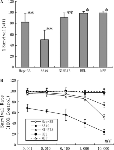 Figure 4.  Cytotoxic effect on the tested five cell lines after BTV-10 infection. (A) Multiple Comparisons show that difference between every two cell groups is significant (p** < 0.01), except difference between HEL and MEF cells (p* > 0.05). (B) Survival rate of Hep-3B, A549 and NIH3T3, after challenged by BTV-10, changes in accord with the series dilution of MOI. The data are the mean of eight wells.