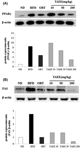 Fig. 4. Effect of TAEE on the expression of PPARγ and FAS in EWAT of HFD-induced obese mice.