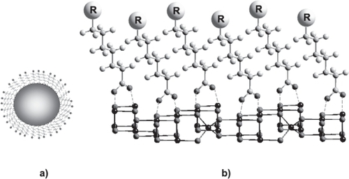 Figure 2 (a) A model of SAMs grafted onto nanoparticle surface, the active part being a carboxylate carrying a generic terminal groups R. (b) A detail of the nanoparticle showing an interaction schema between carboxylate SAMS and the first layer atoms of the iron oxide surface.