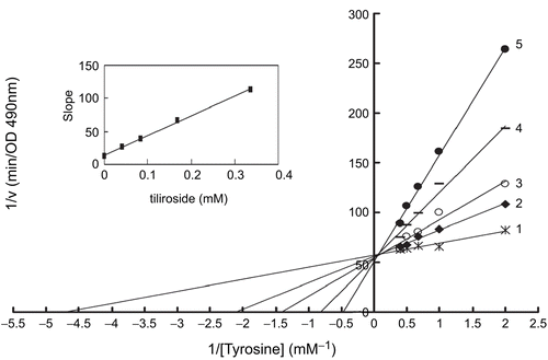 Figure 3.  Lineweaver-Burk plots for inhibition of tiliroside on the oxidation of tyrosine by mushroom tyrosinase. Tyrosine was a substrate. The reaction was done in 50 mM Na2HPO4-NaH2PO4 buffer, pH 6.6 and at 30 °C in the presence of different concentrations of tiliroside for curves 1–5 was 0, 0.042, 0.084, 0.168 and 0.337 mM, respectively. The final concentration of mushroom tyrosinase was 14.934 μg/mL. The inset was the secondary plot of the slope versus concentration of inhibitor (tiliroside).