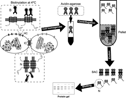 Figure 1 Diagram illustrating the surface protein biotinylation procedure for detection of hemichannels in living cells. Cultured cells are incubated at 4°C with the Sulfo-NHS-SS-Biotin (B), which binds connexins/pannexins forming hemichannels (HC) with respect to those forming intercellular channels at the junctional plaques (IC). After biotin removal, cells are washed with a glycine-containing solution and homogenized in the presence of proteases and phosphatases inhibitors. Total protein contents are measured and corrections are made to ensure that each sample has the same amount of proteins. Then, the same amount of avidin-agarose is added to each sample to pull down the biotin/surface protein complexes. After pull down, preparations are washed and eluted with an acid buffer, to release the surface proteins from the biotin/avidin complexes (BAC). Isolated surface proteins are blotted and probed with antibodies against the connexin/pannexin of interest.