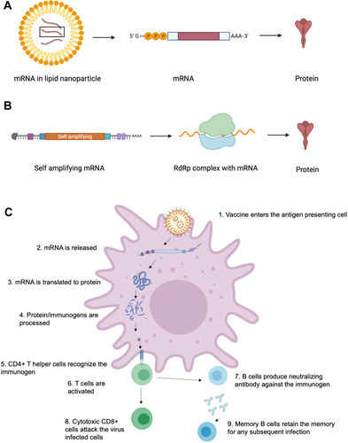 Figure 1 The mechanisms of mRNA vaccine. (A) mRNA vaccine in lipid nanoparticle when released in the body is translated to protein which then elicits immune response. (B) Self amplifying mRNA is released into the body and then complexed with RdRp which is then translated into protein and elicits immune response. (C) mRNA vaccine elicits immune response as the protein is expressed and recognized by CD4+ T helper cells; this activates CD8+ T and B cells. B cells produce neutralizing antibodies and memory B cells retain the memory for any subsequent infection. CD8+ T cells attack virus-infected cells. Created with BioRender.com.
