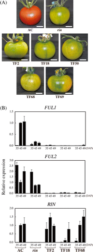 Fig. 1. Suppression of FUL1 and FUL2 Inhibited Tomato Fruit Ripening.Note: (A) FUL1/FUL2 suppressed tomatoes at the age corresponding to the red coloring stage of AC fruits. Scale bars indicate 10 mm. (B) Expression of FUL1, FUL2, and RIN in the suppressed tomatoes. Three suppression lines (TF2, TF18, and TF68) were analyzed, along with a rin mutant and the wild-type (Ailsa Craig, AC), by quantitative RT-PCR (qRT-PCR). Levels of transcripts are shown as fold-change values as compared to the expression in AC at 45 DAP. Error bars indicate standard deviations (SD) from the experiments for three independent fruits.