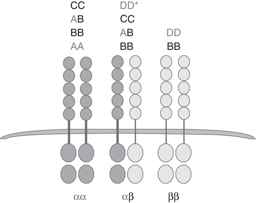Figure 1. Receptor binding specificity of five dimeric PDGF ligands. *Ligand DD can activate αβ with lower specificity.