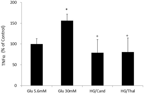 Figure 3. Effects of high glucose on TNF-α concentrations in the cell media in HK2 cells. *Denotes significant alterations at p < 0.05 when compared to control group (5.6 mM glucose) and +Denotes significant alterations at p < 0.05 when compared to high glucose treatment (30 mM) group. Notes: Glu, glucose; HG, high glucose treatment (30 mM); Cand, candesartan; and Thal, thalidomide.