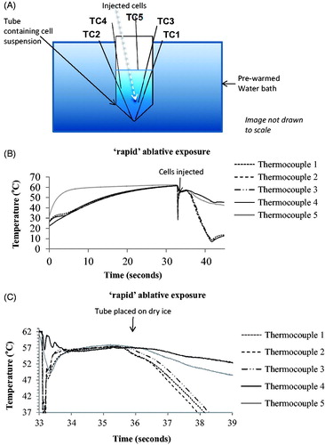 Figure 2. ‘Rapid’ ablative thermal dose delivery. (A) indicates how 5 K-type thermocouples were positioned in the pre-heated medium. Also shown is roughly where the cells were pipetted into the pre-heated solution for an intended exposure of 57 °C for 3 s. (B and C) show typical examples of the temperature histories measured for such an exposure which was intended to provide a minimum TID of 820 CEM43. The resultant exposures are summarized in terms of thermal dose and peak temperature in Table 3.