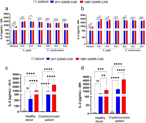 Figure 7. 2H1-GXMR-CAR and 18B7-GXMR-CAR expressed in Jurkat cells mediated the activation against clinical isolates of C. gattii and C. neoformans and in the presence of serum of cryptococcosis patients. Jurkat cells modified with 2H1-GXMR-CAR or 18B7-GXMR-CAR (2 × 10 5 cells/ml) were co-cultured with clinical isolates of C. gattii (478, 474, and 455) or C. neoformans (525, 521, and 523) at a 1:1 ratio of effector to target cells. Jurkat cells not modified with GXMR-CAR were used as negative controls (CTRL). After 24 h (a) and 48 h (B) of incubation, the cell culture supernatant was collected and used to measure the levels of IL-2 by ELISA. (c, d) cells with or without 2H1-GXMR-CAR or 18B7-GXMR-CAR were seeded in a 96-well plate and incubated with serum obtained (diluted 1:10) from a healthy donor or a patient diagnosed with cryptococcosis. After 24 (c) and 48 h (d), IL-2 levels in the cell culture supernatant were measured using ELISA. (a, b) ’*’ denotes statistical significance between 18B7-GXMR-CAR and 2H1-GXMR-CAR groups versus non-modified cells (control) and ‘#’ denotes statistical significance between 2H1-GXMR-CAR and 18B7-GXMR-CAR Jurkat cells. Values are expressed as the mean ± DE. Each experiment was performed in triplicates. #, *p < 0.05; ##; ##, ** p < 0.01; ###, *** p < 0.001; ####, **** p < 0.0001; according to one-way ANOVA.