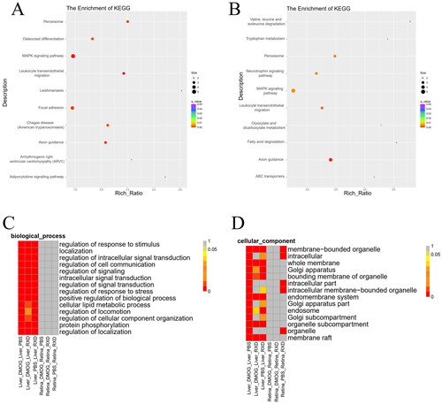 Figure 2. Function enrichment results of the target genes of DElncRNAs. (A) Top 10 enrichment KEGG pathways of target genes of DElncRNAs between liver DMOG treatment samples and liver PBS treatment samples. (B) Top 10 enrichment KEGG pathways of target genes of DElncRNAs between liver RXD treatment samples and liver PBS treatment samples. (C) Heatmap of enrichment q-value value of GO terms (biological processes). (D) Heatmap of enrichment FDR value of GO terms (cellular component GO terms).