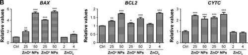 Figure 6 Two types of ZnO NP-induced apoptosis in SHSY5Y cells.Notes: (A) After SHSY5Y cells had been treated with ZnOa NPs, ZnOb NPs, and ZnCl2 at various concentrations for 5 hours, cell-apoptosis levels were detected. (B) Apoptosis-related changes in gene expression in SHSY5Y cells after treatment with ZnO NPs and ZnCl2. Results shown as means ± SEM of three independent experiments. *P<0.05; **P<0.01; ***P<0.001.Abbreviations: FITC, fluorescein isothiocyanate; NP, nanoparticle.