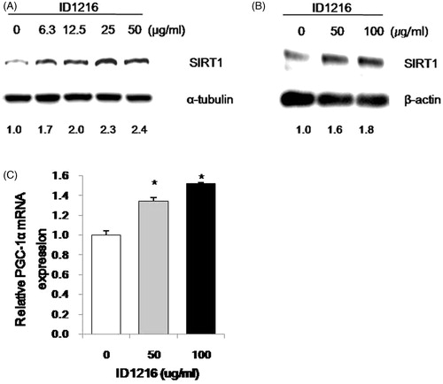 Figure 4. Effects of ID1216 on the expression of SIRT1 and PGC-1α. HEK293 cells (A) or C2C12 myocytes (B) were treated with various concentrations of ID1216 and extracted proteins after the mentioned time, respectively. The protein expression level of SIRT1 was detected by Western blot analysis and the relative ratio is shown. C2C12 myocytes were treated with or without ID1216 for 30 h and relative mRNA level was analyzed by quantitative RT-PCR (C). The values indicated relative mRNA levels compared with the vehicle group. Data are means ± SEM (n = 3). *p < 0.05, **p < 0.01 versus the non-treated group.