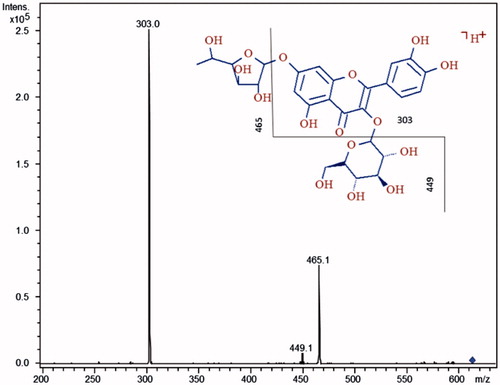 Figure 2. MS/MS spectrum of quercetin-3-O-β-glucopyranoside-7-O-α-rhamnofuranoside. The hypothesized fragments and their m/z ratios are indicated with the broken line in the structure.