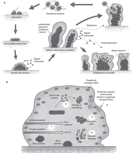 Figure 1. A. Growth and development of biofilms. In the center is seen the microcolony formation seen in biofilms. Lower right demonstrates polymicrobial biofilms formed through specific cell–cell signaling and attraction. Upper right demonstrates the mechanism of biofilm spread where cells become motile, swim away as a planktonic population and following to the left go through a cycle of reversible adherence, tight adherence and microcolony formation again under regulation of specific cell–cell communication. B. Multifactorial mechanisms that contribute to antibiotic tolerance developed within a biofilm.