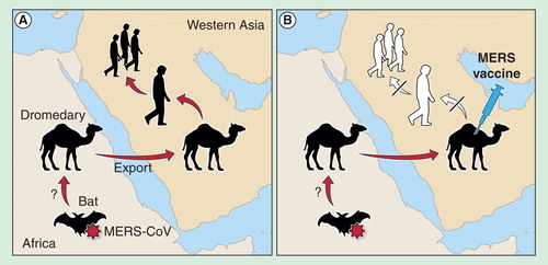 Figure 1. Hypothesized transmission of MERS-CoV from animal hosts to humans. (A) MERS-CoV is potentially transmitted by infected bats to African one-humped camels, which are often exported to the Arabian Peninsula. (B) Vaccination of one-humped camels could, therefore, prevent further transmission of the virus to humans and subsequent human-to-human transmission if one-humped camels are indeed the primary route of infection for humans.