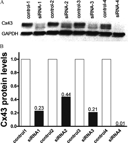 Figure 1 Efficiency of Cx43 siRNA treatment. (A) Western blot showing expression level of Cx43 in untreated and siRNA-treated cultured astrocytes. (B) Bar histogram showing the relative expression level of Cx43 in untreated and Cx43 siRNA-treated astrocytes with respect to control astrocytes.