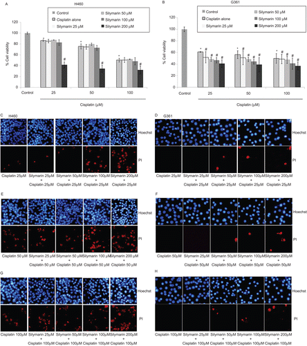 Figure 4.  Effect of silymarin on cisplatin-induced H460 and G361 cell death. (A and B) Cells were pretreated with various concentrations of silymarin (25–200 µM) for 1 h prior to 24-h cisplatin treatment. Cell viability was measured by the MTT assay. Values are means ± SD of three independent experiments, *P < 0.05 versus non-treated control, and #P < 0.05 versus cisplatin-treated control. (C–H) Nuclear morphology of apoptosis and necrosis detected by Hoechst 33342 and propidium iodide assay.