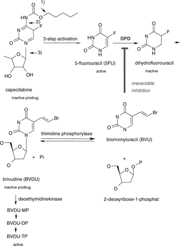 Figure 1.  Metabolism of capecitabine and interaction with brivudine ((E)-5-(2-bromovinyl)-2′-deoxyuridine; BVDU). The activation of capecitabine to 5-FU involves 3 steps. 5-FU is metabolized to dihydrofluorouracil by dihydropyrimidine-dehydrogenase (DPD). Brivudine is metabolized by pyrimidine-nucleosidphosphorylase to bromovinyluracil (BVU), an irreversible inhibitor of DPD.BVDU-MP: brivudine monophosphate; BVDU-BP: brivudine biphosphate; BVDU-TP: brivudine triphosphate. (Adapted according to De Clercq) Citation[5]