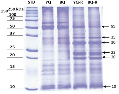 Figure 1. Electrophoresis (SDS-PAGE, 12.5%, Coomassie blue stained) of black and yellow quinoa protein under non-reducing (YQ and BQ) and reducing conditions (YQ-R and BQ-R). In reducing conditions for both isolates, bands with different molecular weights are appreciated, that show the existence of globulins in the range 20–23 and 51 kDa, chenoproteins (30–35 kDa) and albumins (10 kDa). STD. Molecular weight standard.Figura 1. Gel de electroforesis (SDS-PAGE, 12.5%, teñido con azul de Coomassie) de proteína de quinoa negra y amarilla bajo condiciones no reductoras (YQ y BQ) y reductoras (YQ-R y BQ-R). En condiciones reductoras, para ambos aislados se observan bandas con diferente peso molecular que muestran la presencia de globulinas en el rango de 20 a 23 y 51 kDa, de chenoproteinas (30 a 35 kDa), y albúminas (10 kDa). STD es el estándar de peso molecular.