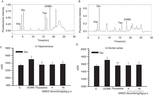 Figure 2.  Effect of GMDZ decoction on glutamate levels in the frontal cortex and hippocampus. (A) Typical chromatograms of amino acid standard; concentrations of amino acids in the standard solution are 0.6 μg/mL. (B) Chromatograms of rat frontal cortex and hippocampus sample. (C) Glutamate levels in the hippocampus. (D) Glutamate levels in the frontal cortex. The measured values for glutamate level in brain regions were expressed in μg/g wet tissue weight. Each column represents the mean ± SEM of 9–11 animals. +p <0.05; + +p <0.01 compared with UCMS group;*p <0.05; **p <0.01 compared with the vehicle-treated control; Glu, glutamate.