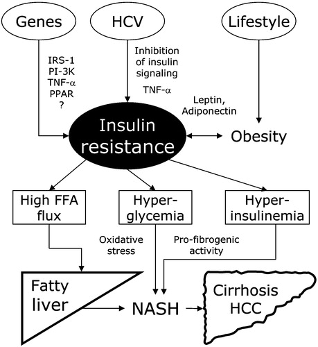 Figure 1 Interaction between genes, virus and lifestyle in the initiation and progression of metabolic liver disease. Insulin resistance is the core of the mechanism. Genes, through various and largely undefined polymorphisms, may cause or favor insulin resistance. Hepatitis‐C virus, either by its viral genome, or via increased TNF‐α production, may interfere with insulin signaling. Finally lifestyle, through obesity, adipokines and increased release of TNF‐α, produces or enhances insulin resistance. Increased FFA flux promotes steatosis (possibly aggravated by HCV‐dependent interference with the hepatic assembly and secretion of triglyceride‐rich very‐low‐density lipoproteins); hyperglycemia induces oxidative stress, hyperinsulinemia favors fibrosis and hepatic hyperplasia, both leading from fatty liver to non‐alcoholic steatohepatitis, fibrosis, cirrhosis and eventually to hepatocellular carcinoma. FFA = free fatty acids; HCV = hepatitis C virus; TNF = tumor necrosis factor; NASH = non‐alcoholic steatohepatitis; HCC = hepatocellular carcinoma; IRS‐1 = insulin receptor substrate‐1; PI‐3K = phosphatidyl inosytol‐3 kinase; PPAR = peroxisome‐proliferator activated receptor.
