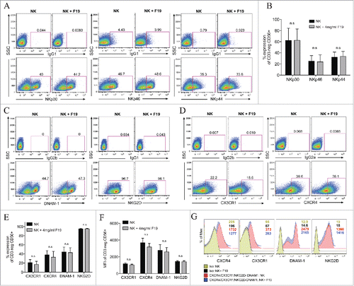 Figure 2. 19F labeling of human NK cells does not alter their surface expression of activating natural cytotoxic receptors and chemokine receptors. (A–G) Human NK cells unlabeled or labeled with 4 mg/mL 19F (Cell Sense) for 24 h analyzed by flow cytometry for: (A–B) The percent expression in the NK cytotoxic receptors (NCRs) NKp30, NKp46 and NKp44 vs. IgG1 control stains. (A) Illustrates representative dot plots for each NCR and their isotype controls (IgG1) for unlabeled NK cells or NK cells labeled with 19F. (B) Shows percentage of NKp30, NKp46 and NKp44 on the NK cells (CD3 negative CD56+) in five healthy donors. (C–E) The percent expression or (F–G) mean fluorescent intensity (MFI) in the activating receptors DNAM-1 (DNAX Accessory Molecule-1) and NKG2D and in chemokine receptors CX3CR1 and CXCR4 compared to isotype controls in 19F-labeled or unlabeled NK cells. (D) Percent expression or (G) MFI in the chemokine receptors CX3CR1, CXCR4 or isotype controls after gating on the of CD3neg CD56+ NK cells. MFI numbers are indicated within the histograms with color-coded MFIs indicated in the legend and corresponding to the histograms. (E) Shows the percent and (F) MFI in CX3CR1, CXCR4, DNAM-1 and NKG2D on NK cells from five healthy donors labeled or not with 19F. All gates and histograms are pre-gated on CD3− CD56+ NK cells. Bar graph values represent the mean ± SEM tested by two-way ANOVA. Data representative of at least four independent experiments with reproducible results. n.s.= not significant.