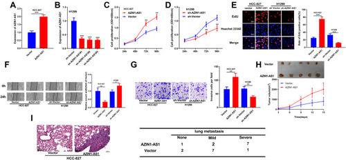 Figure 2 Effects of AZIN1-AS1 on proliferation and metastasis of NSCLC cells in vitro and in vivo. (A) qRT-PCR was used to test the overexpression model of AZIN1-AS1. (B) qRT-PCR was used to test the knockdown model of AZIN1-AS1. (C and D) CCK-8 was used to determine the effects of overexpression and knockdown of AZIN1-AS1 on cell proliferation. (E) EdU assay was used to determine the effects of overexpression and knockdown of AZIN1-AS1 on cell proliferation. (F) Wound healing assay was used to determine the effects of overexpression and knockdown of AZIN1-AS1 on cell migration. (G) Transwell assay was used to determine the effect of overexpression and knockdown of AZIN1-AS1 on the invasive ability. (H) Subcutaneous tumorigenesis test with nude mice was used to determine the effect of knockdown of AZIN1-AS1 on the growth of tumors in vivo. (I) The lung metastasis test was used to determine the metastatic ability of NSCLC cells in mice after knockdown of AZIN1-AS1. *, **, ***Represent P < 0.05, P < 0.01 and P < 0.001 respectively.
