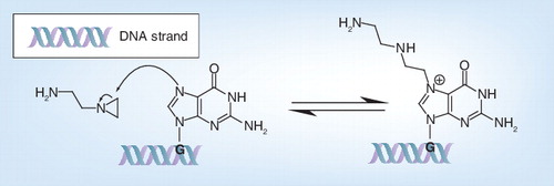 Figure 5. Reaction mechanism of binary ethylene imine with DNA or RNA (guanine).G: Guanine.