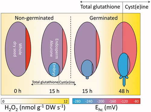 Figure 6. Overview of the changes in H2O2 and LMW thiols and disulphides during bread wheat germination and early seedling growth. From left to right, changes in LMW thiol-disulphides and H2O2 production rates in Triticum aestivum are schematically represented for a whole dry seed, seed structures isolated from non-germinated seeds after 15 h from the onset of imbibition, and seed structures isolated from germinated seeds after 15 and 48 h. Whole dry seed, endosperm including aleurone (large oval), and embryo or seedling (small oval) are divided by vertical lines. These lines delimit areas proportional to the concentrations of total glutathione (i.e. GSH (glutathione) + GSSG (glutathione disulphide), area left of line) and cyst(e)ine (i.e. Cys (cysteine)+ CySS, (cysteine) area right of line), in the respective seed structure. The redox states (Ehcs in mV) of total glutathione and cyst(e)ine are indicated by the blue-to-red (reducing-to-oxidising) shadings of each area, as shown by the bottom right scale. Yellow background shadings indicate the rates of H2O2 production (nmol g−1 DW s−1), as shown by the bottom left scale. The dashed vertical line separates seeds from seedlings.