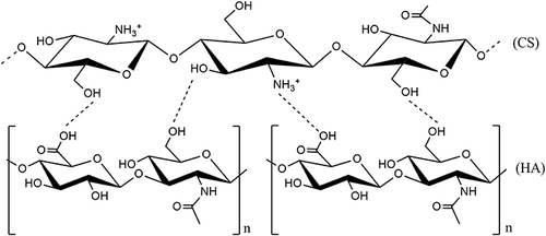 Figure 7 Possible chemical structure of hyaluronic acid (HA)-conjugated chitosan (CS).