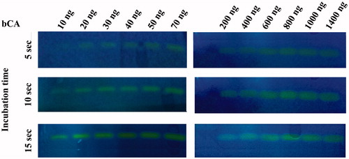 Figure 1. Protonogram obtained at different concentrations of bCA. The yellow band corresponds to the bCA position on the gel responsible for the drop of pH from 8.2 to the transition point of the dye in the control buffer. Three different incubation times are used (5, 10 and 15 s).