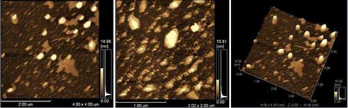 Figure 1. Dynamic-mode AFM topography image of archaeosomes.