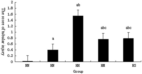 Figure 2. Comparison of tubular injury scores in each group after contrast media injection. Notes: NN, normal diet group; HN, high cholesterol diet group; HH, high cholesterol plus contrast media; HM, high cholesterol plus diatrizoate plus MTP131 group; HS, high cholesterol plus diatrizoate plus SPI20 group. ap < 0.01 versus NN group; bp < 0.01 versus HN group; cp < 0.01 versus HH group.