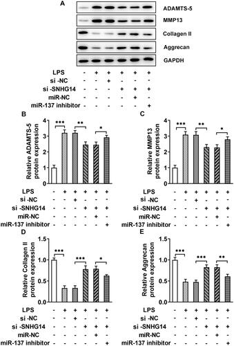 Figure 6. The effect of miR-137 knockdown on the protein levels of ADAMTS-5, MMP13, Collagen II and Aggrecan. (A) The level of ADAMTS-5, MMP13, Collagen II and Aggrecan were measured by western blotting. (B-E) Quantitative analysis for the expression of ADAMTS-5, MMP13, Collagen II and Aggrecan in different groups. The results are presented as the means ± SD of three independent experiments and statistical significance was determined by one-way ANOVA. *p < 0.05, **p < 0.01, ***p < 0.001: n = 3.
