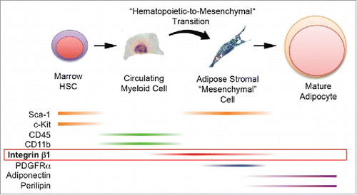 Figure 7. Production of bona fide adipocytes from bone marrow-derived hematopoietic progenitor cells via a hematopoietic-to-mesenchymal transition. Current and previous results support the production of adipocytes from bone marrow hematopoietic stem cells that express Sca-1 and c-Kit. These cells or their progeny enter the circulation as myeloid cells that express CD45 and CD11b (but now lack Sca-1 and c-Kit) and travel to adipose tissue. There they undergo a hematopoietic-to-mesenchymal transition during which they lose CD45 and CD11b and acquire integrin β1, Sca-1 and PDGFRα. Terminal adipogenesis is accompanied by loss of integrin β1, Sca-1 and PDGFRα and expression of mature adipocyte markers including adiponectin and perilipin 1.