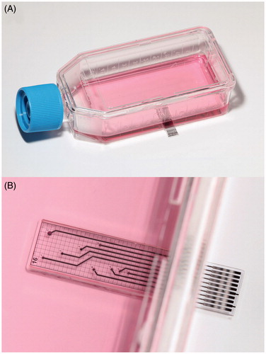 Figure 1. Sensing cell culture flask (SCCF), a microsensor chip is embedded in the bottom of a conventional tissue culture flask (A), detailed view of the transparent microsensor chip (B) with its electrical contact pads outside the flask.