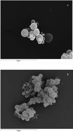 Figure 2.  SEM image of microcapsules coated with Eudragit® L100 (A: formulation B) and microcapsules coated with Eudragit® L100 and stearic acid (B: formulation D).