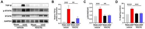 Figure 5. Iguratimod inhibits M2 macrophage infiltration by inactivating the IL-4/STAT6 signaling pathway in obstructed kidneys of UUO mice.Mice that underwent Sham or UUO surgery were treated with vehicle or iguratimod (10 mg/kg/day). Representative protein immunoblots (A) and analysis of the grayscale values of p-STAT6, STAT6 and TGF-β (B and C) in the kidneys of mice. D. The levels of IL-4 in the kidneys of mice. IGU: iguratimod; UUO: unilateral ureteral obstruction; p-STAT6: phospho-signal transducer and activator of transcription 6; TGF-β: transforming growth factor-beta. The numbers in parentheses are concentrations of iguratimod (10 mg/kg/day). Data were expressed as mean ± SEM, n = 5–7, **p < 0.01, ***p < 0.001, ****p < 0.0001.