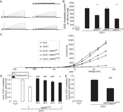 Figure 1. Co-expression of AMPK decreased voltage-gated outward current in KCNQ1/KCNE1 expressing Xenopus oocytes. (A) Original tracings of the current induced by depolarization from −60 mV to −40, −20, 0, 20, 40, 60, and 80 mV in Xenopus oocytes injected with water (a), expressing KCNQ1/KCNE1 without (b) or with (c) additional co-expression of wild type AMPK, of kinase dead mutant αK45RAMPK (d) or of constitutively active γR70QAMPK (e). (B) Arithmetic means ± SEM (n = 22–36) of depolarization-induced K+ current at +80 mV in Xenopus oocytes injected with water (1st bar), expressing KCNQ1/KCNE1 without (2nd bar) or with additional coexpression of wild type AMPK (3rd bar), of kinase dead mutant K45RAMPK (4th bar) or of constitutively active R70QAMPK (5th bar). ***(p < 0.001) indicates statistically significant difference from the values obtained in oocytes expressing KCNQ1/KCNE1 alone. (C) Arithmetic means ± SEM of depolarization-induced current (Ig) as a function of the potential in Xenopus oocytes injected as in B. (D) Arithmetic means ± SEM (n = 12–24) of depolarization-induced K+ current at +80 mV in Xenopus oocytes injected with water (1st bar), expressing KCNQ1/KCNE1 without (2nd bar) or with additional co-expression of constitutively active R70QAMPK (3rd bar). The oocytes were incubated in the absence (white bars) or presence of 10 μM AMPK inhibitor compound C (black bars) for the indicated number of hours prior to the experiment. ***(p < 0.001) indicates statistically significant difference from the values obtained in oocytes expressing KCNQ1/KCNE1 alone. #, ### (p < 0.05, p < 0.001) indicate significant difference from the absence of compound C. (E) Arithmetic means ± SEM (n = 8–17) of depolarization-induced K+ current at +80 mV in Xenopus oocytes injected with water (1st bar), expressing KCNQ1/KCNE1 without (2nd bar) or with additional coexpression of constitutively active R70QAMPKα2 (3rd bar). ### (p < 0.001) indicates significant difference from the absence of R70QAMPKα2.